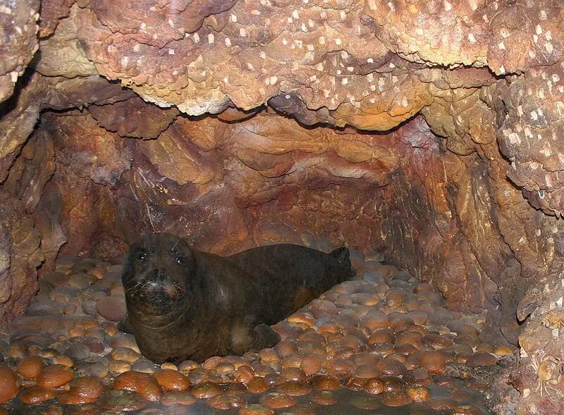 с сайта commons.wikimedia.org