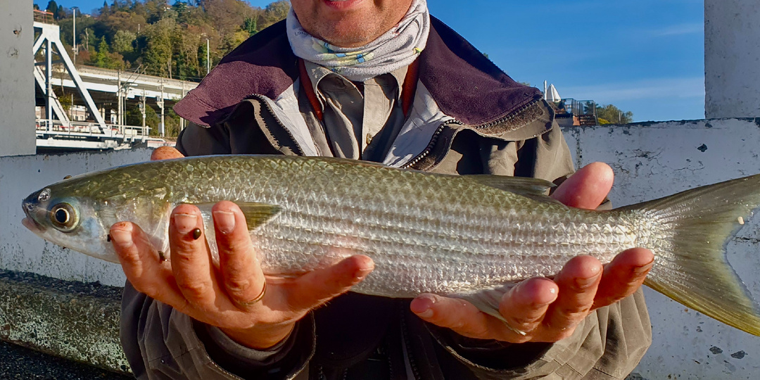 Черноморская кефаль: гид по успешной ловле
