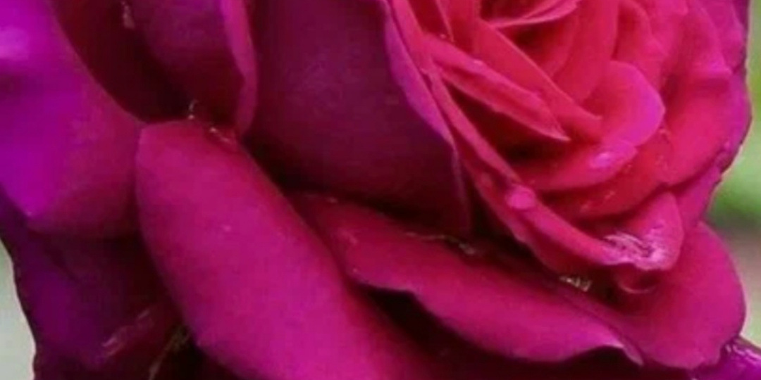 Роза Бельвью.