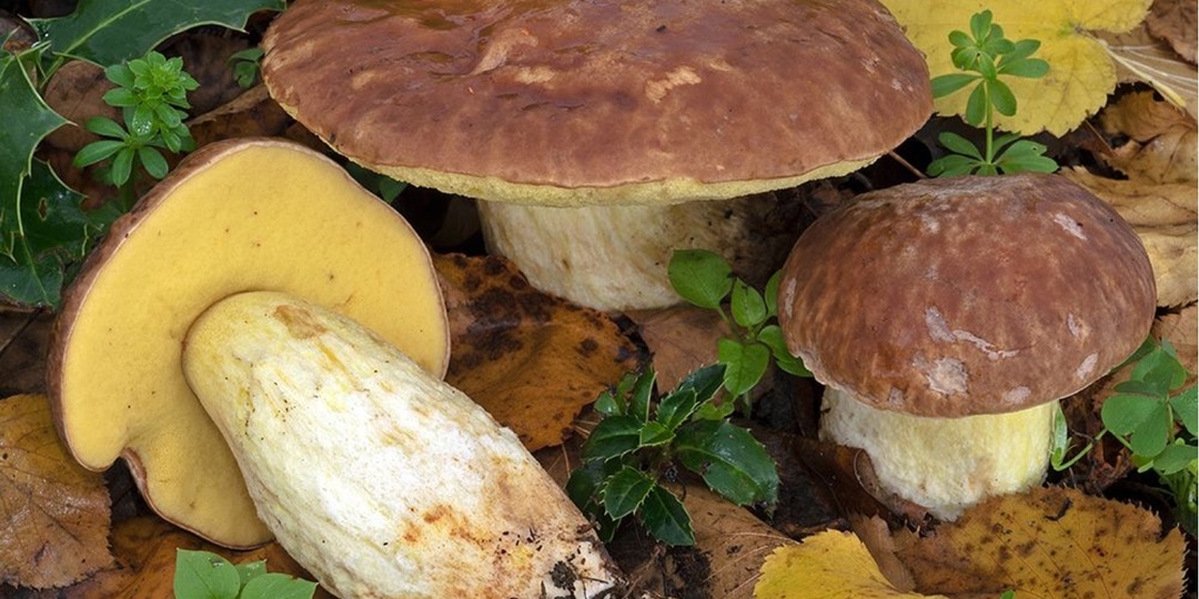 Боровик неопушённый (Hemileccinum depilatum)