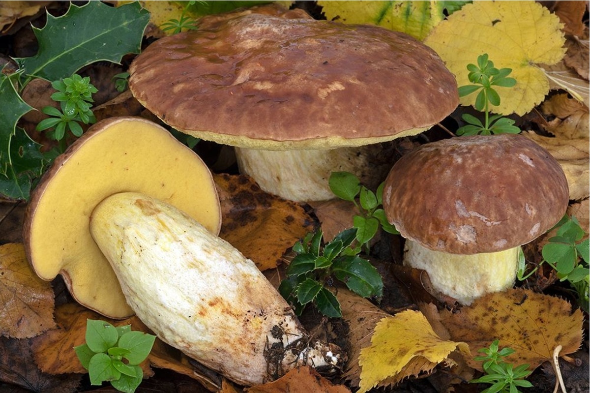Боровик неопушённый (Hemileccinum depilatum)