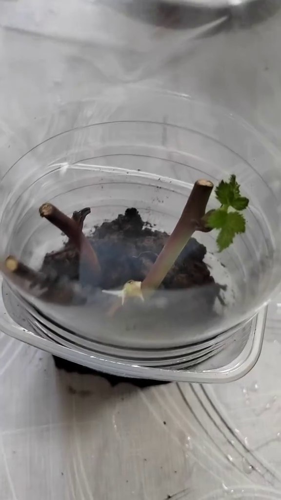 Воздушные корни на черенки ежевики 