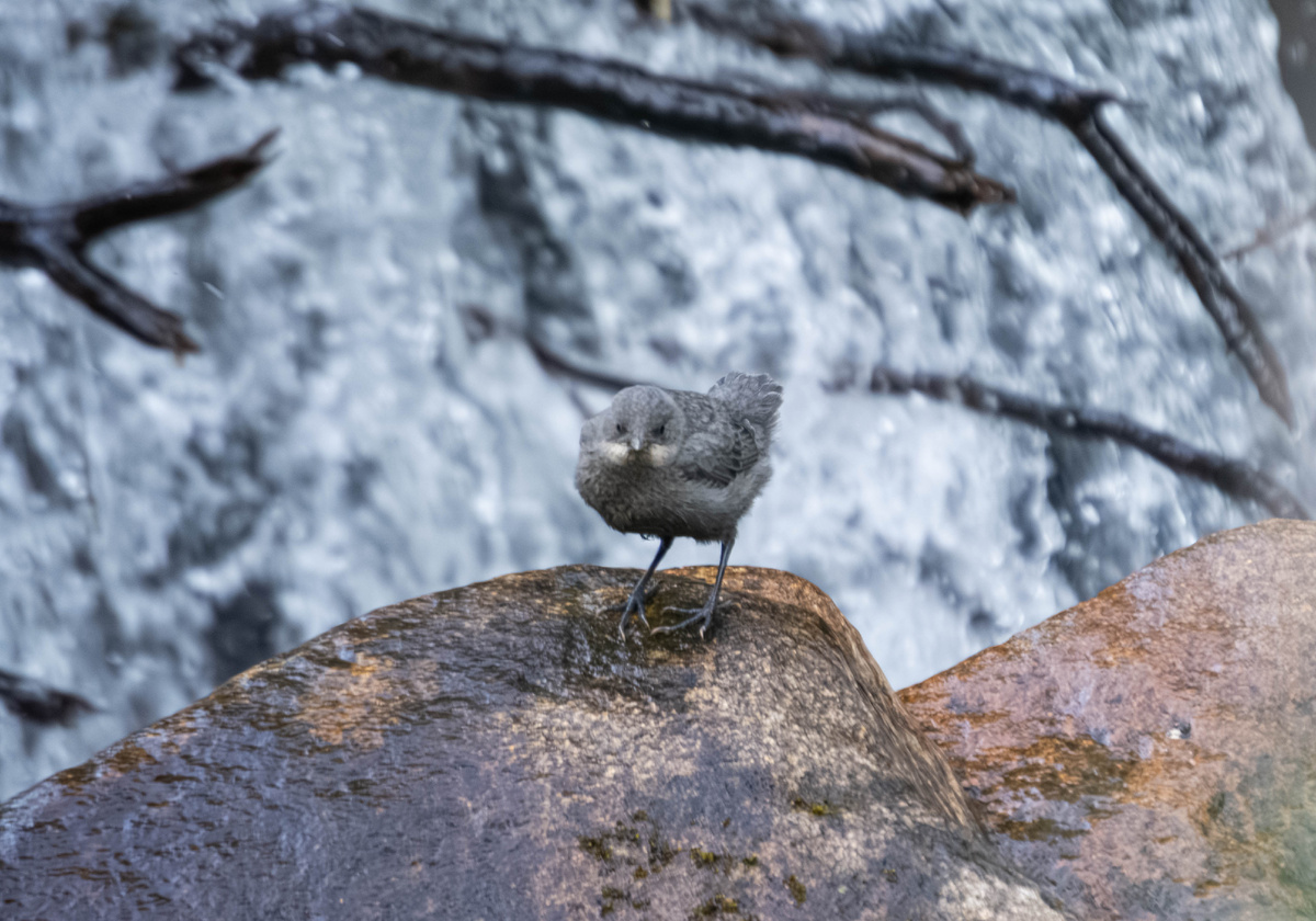 Оляпка слеток