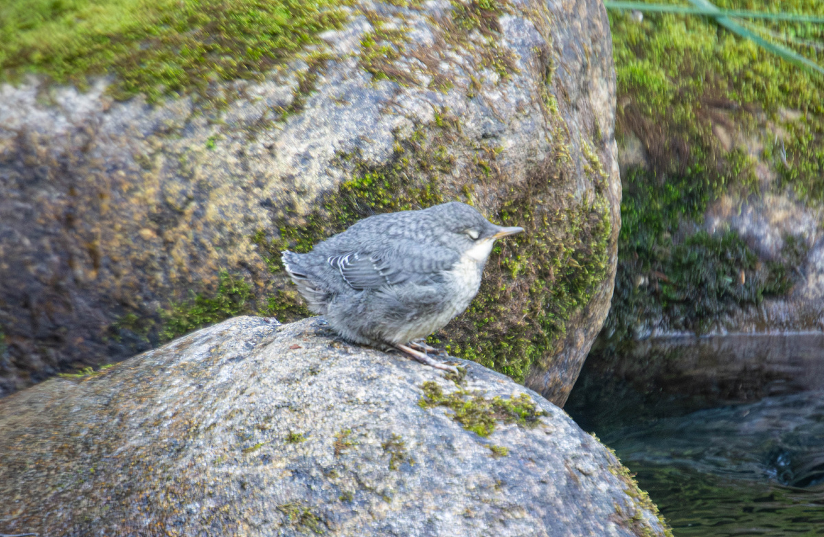 Оляпка слеток