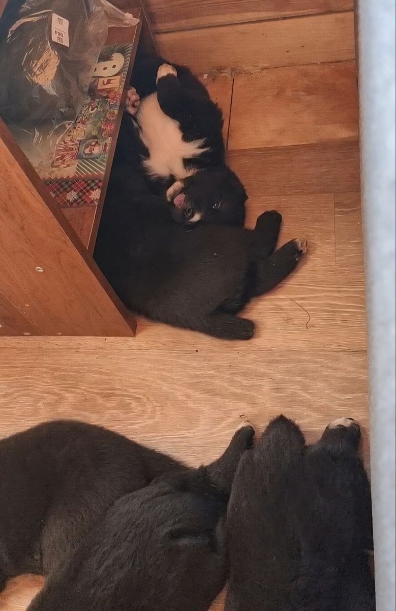 Маленькие детки.