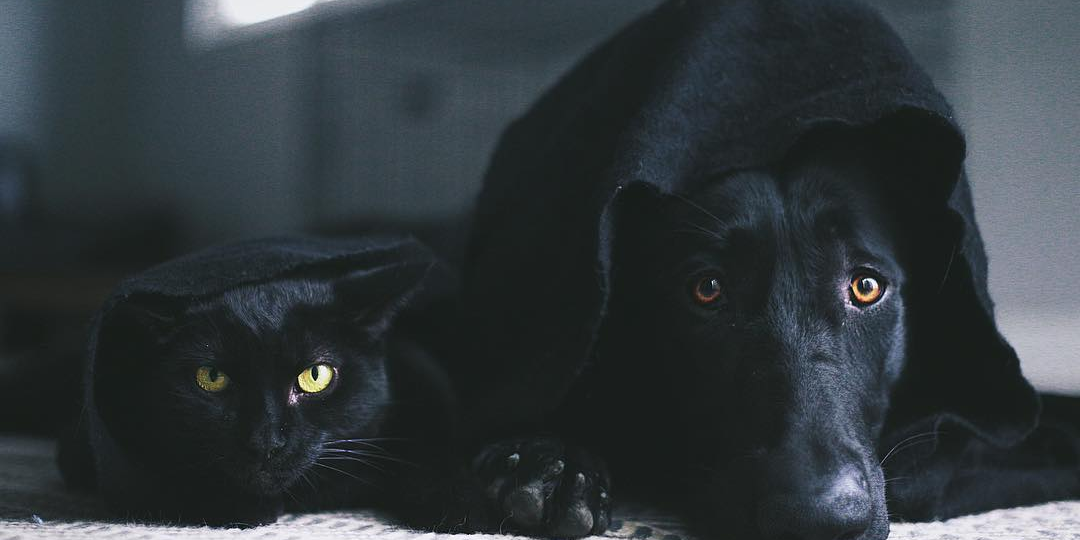 Немецкая овчарка и кошка думают, что они близнецы