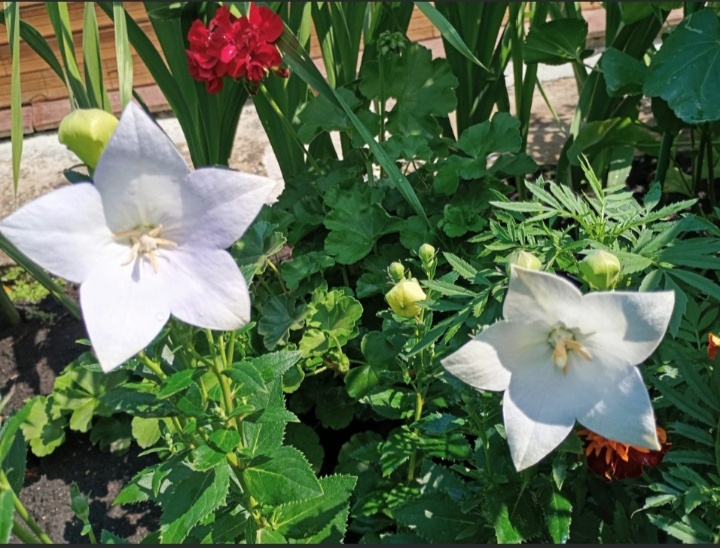 Платикодон фото автора.