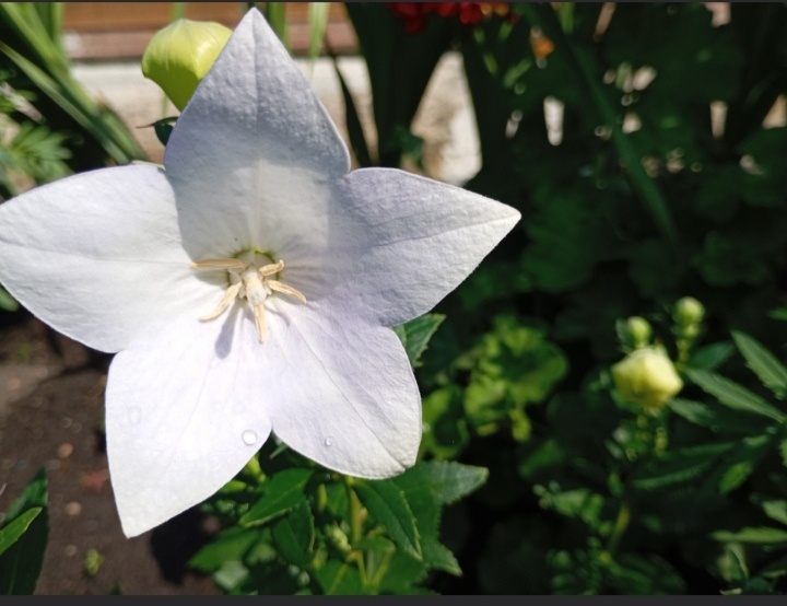 Платикодон фото автора.