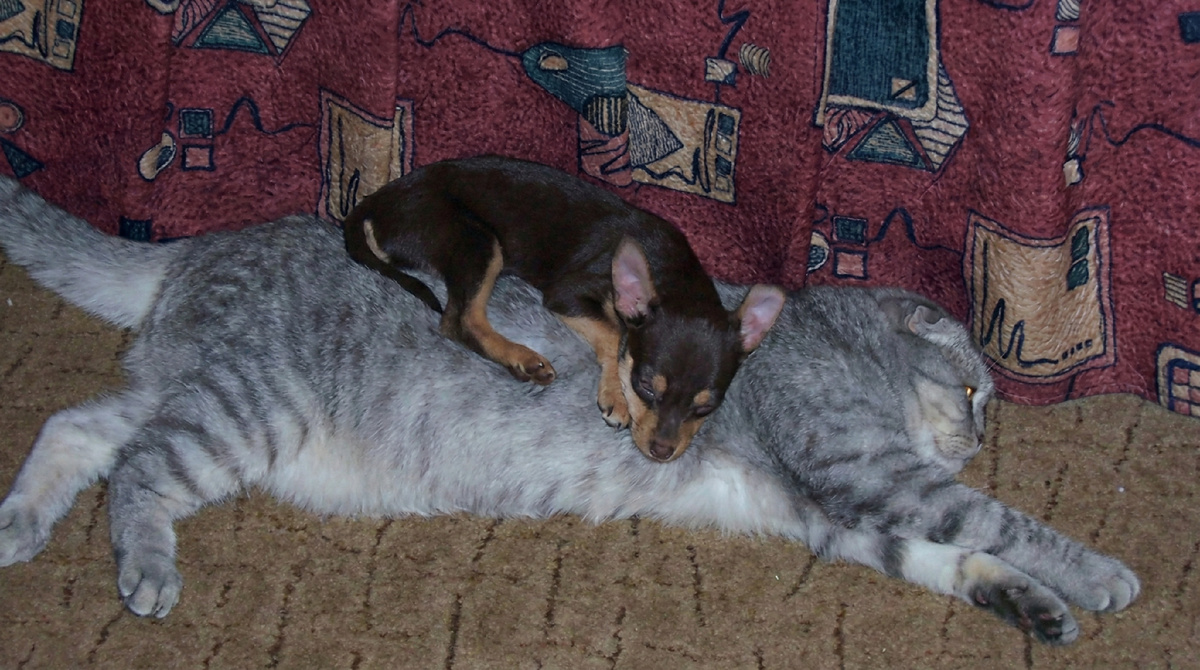 - Дядя Вась, а правда, что раньше собаки были большими и котов по улице гоняли? - Сказки это! Спи давай! ЕЩЕ фото --->>