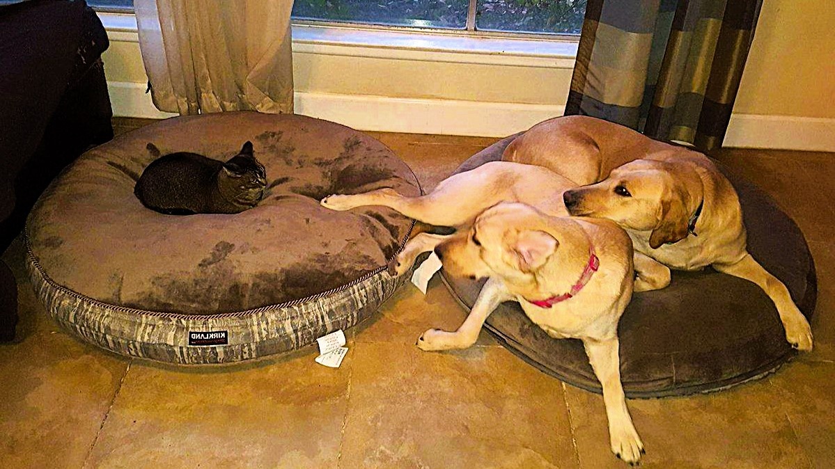 Будете хорошо себя вести отдам вам свою старую лежнку!