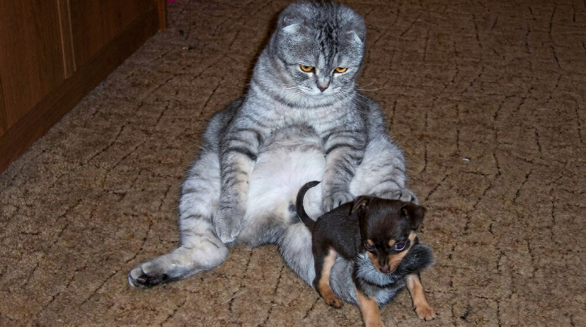 Дааа, до помощника тебя еще растить и растить...