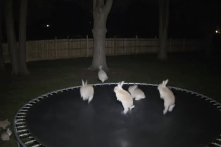 Скрин из сгенерированного ИИ видео с прыгающими на батуте зайчиками. Но далеко не все дипфейки столь безобидны...