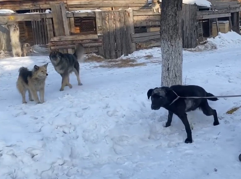 Блэк на прогулке в приюте