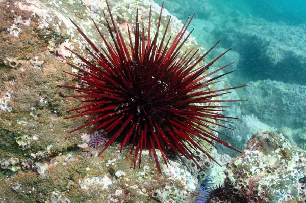 Фотография из интернета