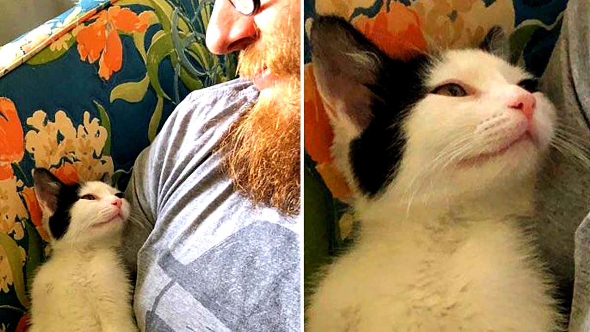 Когда я беру свою кошку на руки, она глядит на меня вот так!