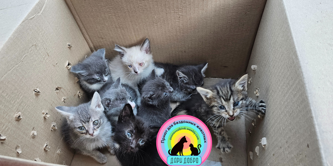 Глаза были склеяны и Котёнок ничего не видел с рождения / История Тимоши.