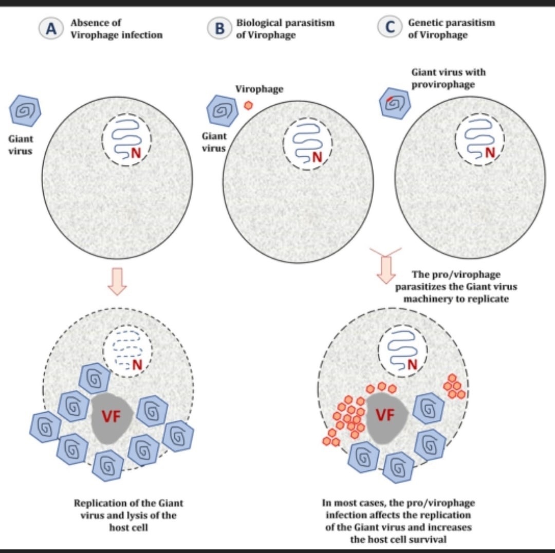 Источник: commons.wikimedia.org