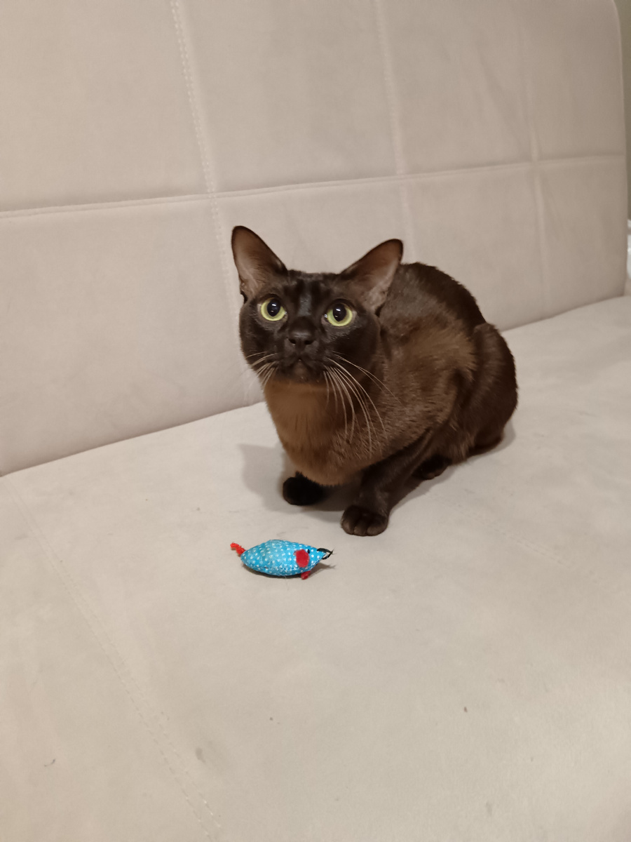 хозяин, я тут это, подарок принес