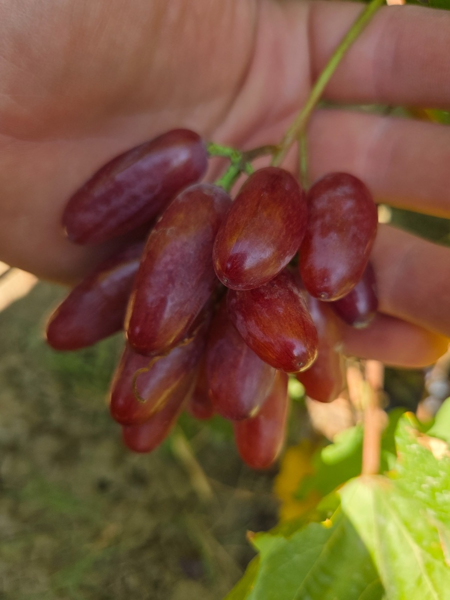 555 (Фреш Мускат). Фото с участка Максима Галагуцкого