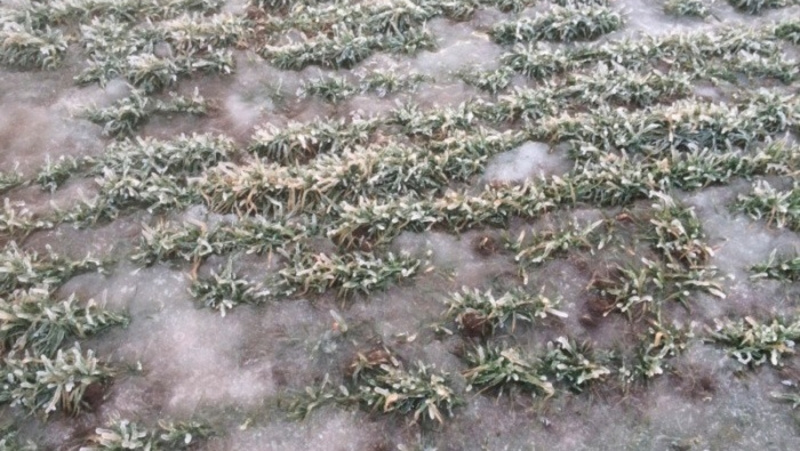      Фото: Управление Россельхозцентра по Ставропольскому краю