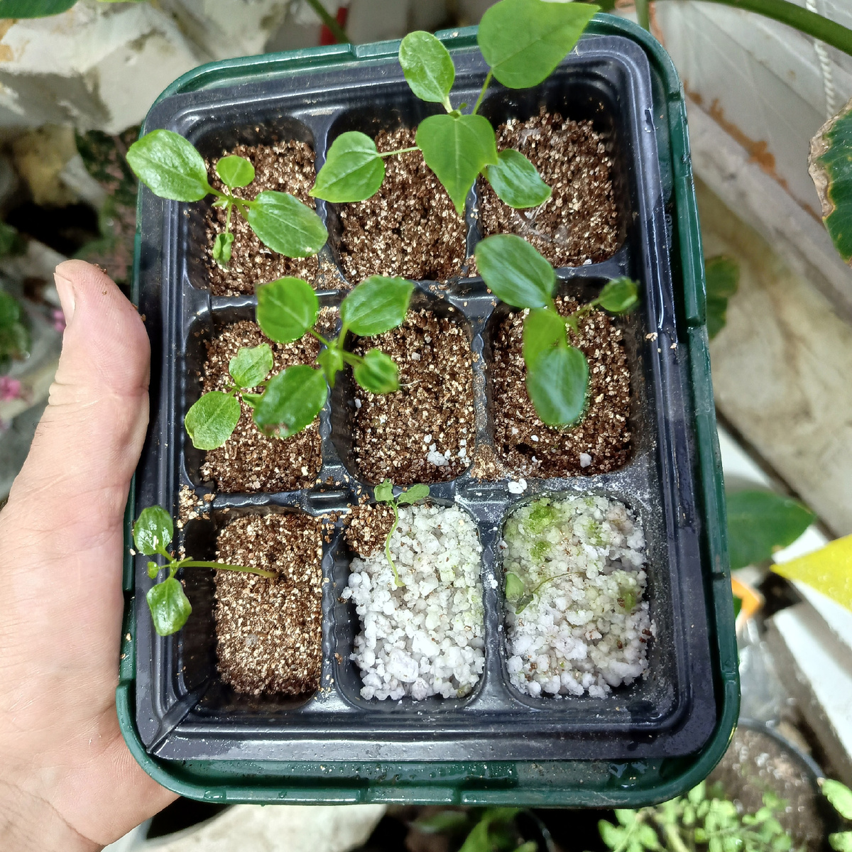 Погибли сеянцы взошедшие в перлите, вермикулит победил. Сеянец с тремя настоящими листиками можно пересаживать.