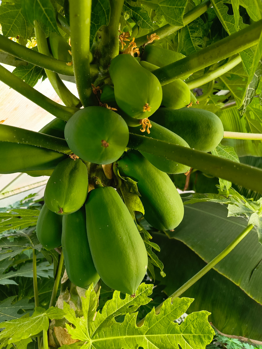 Вот она! Папайя рекордистка.