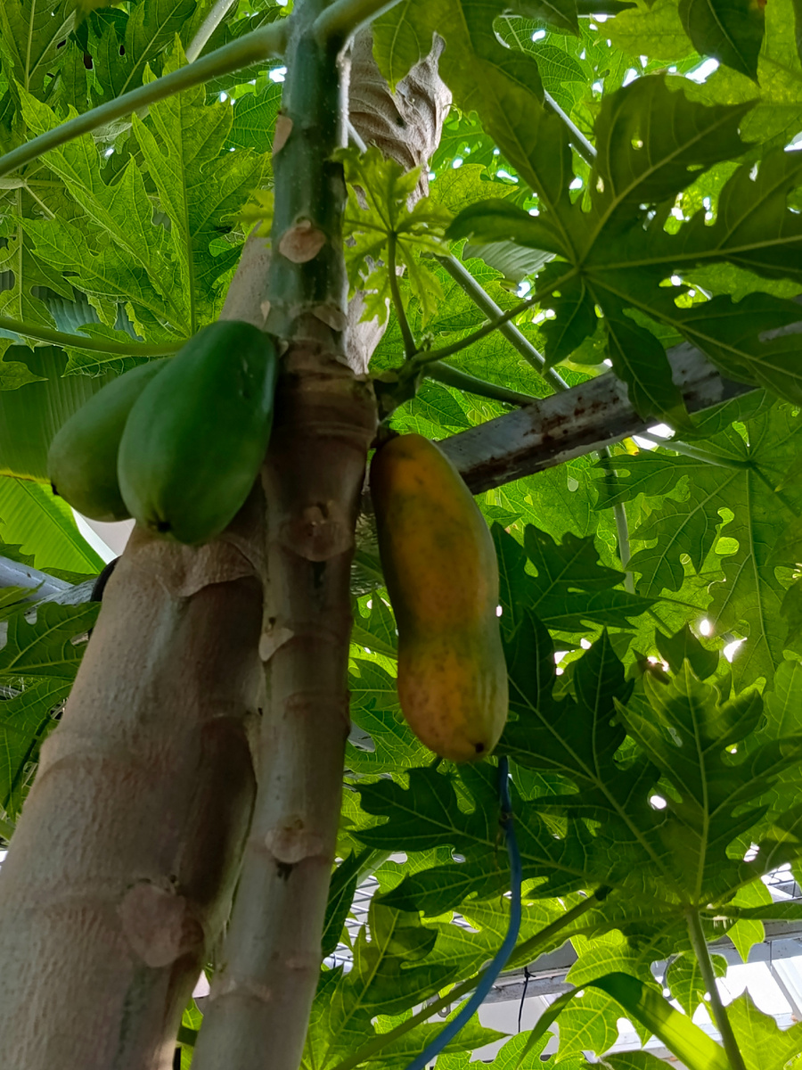 Виден основной ствол и плодоносящий боковой отросток. Вес плодов растущий на отростках уступает плодам основного ствола. 