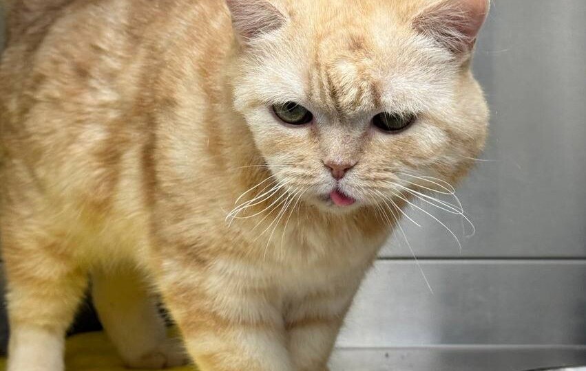 Особенный котик Дорофей ищет своего особенного котородителя