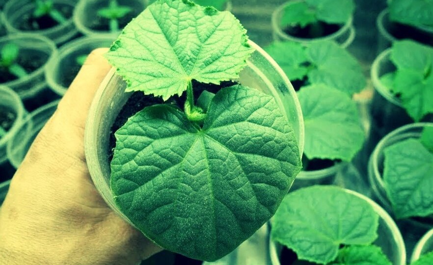 Учимся подкормке рассады огурцов: проверенные схемы для толстеньких и крепких растений