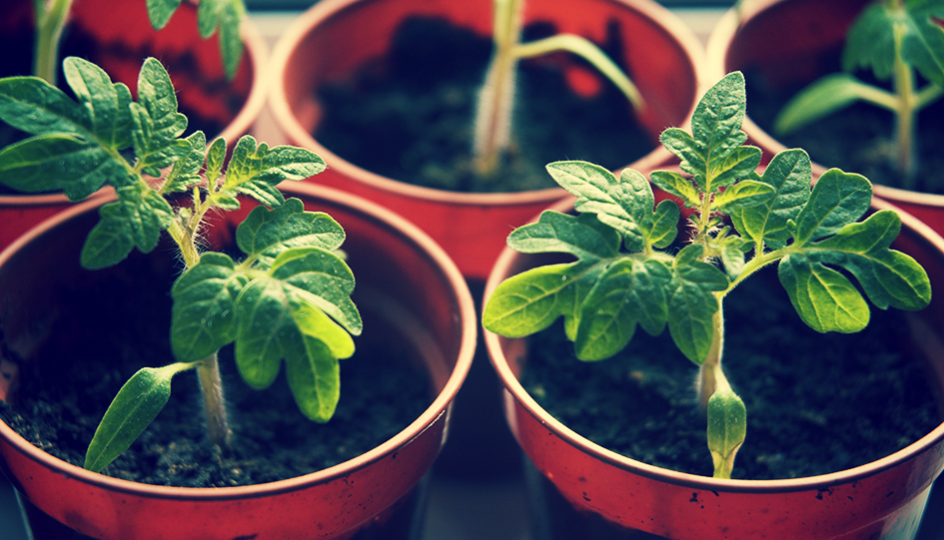 Секрет крепкой и здоровой рассады: как перекись водорода делает ее шикарной