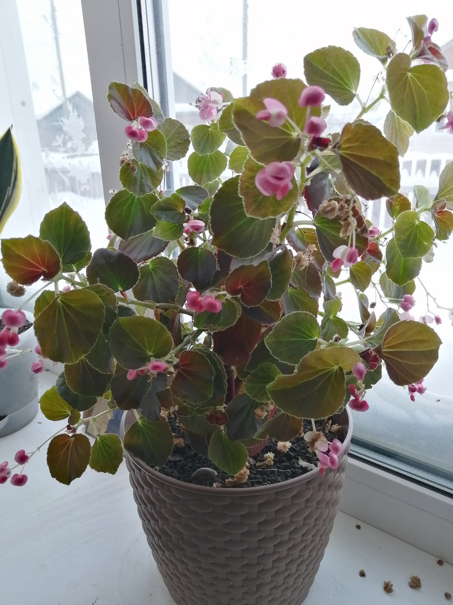 Вечноцветущая бегония розовая. Январь 2026г 