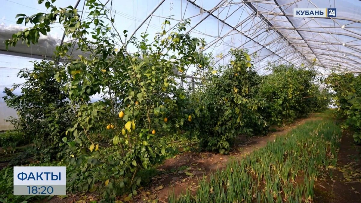    Скриншот видео телеканала «Кубань 24»