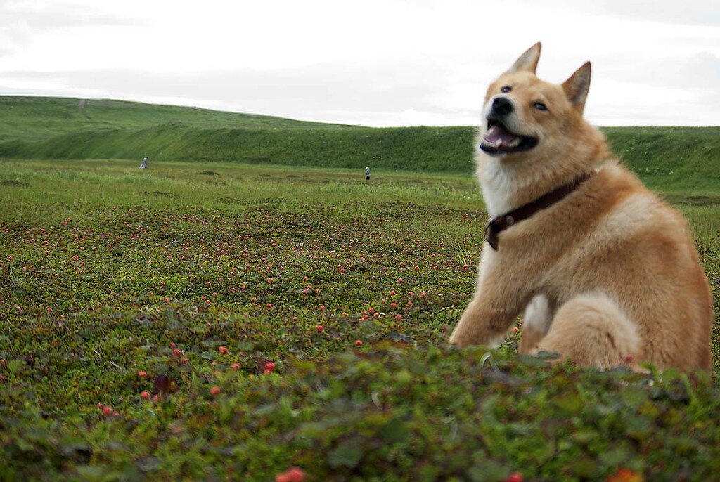 Фото подписчика Марата Жалбаугаева. о. Беринга Морошка