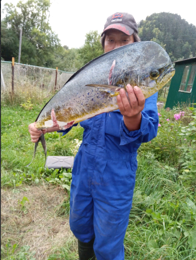 Корифена Большая или золотая макрель и Александр Ли