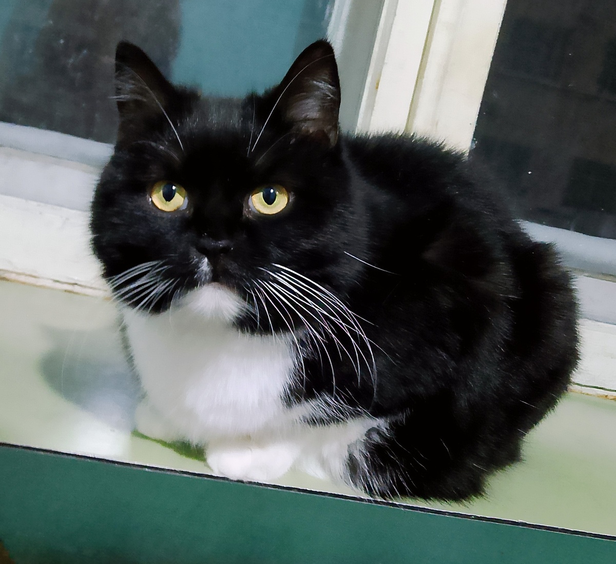 Масяня. Очень долго жила на теплотрассе.