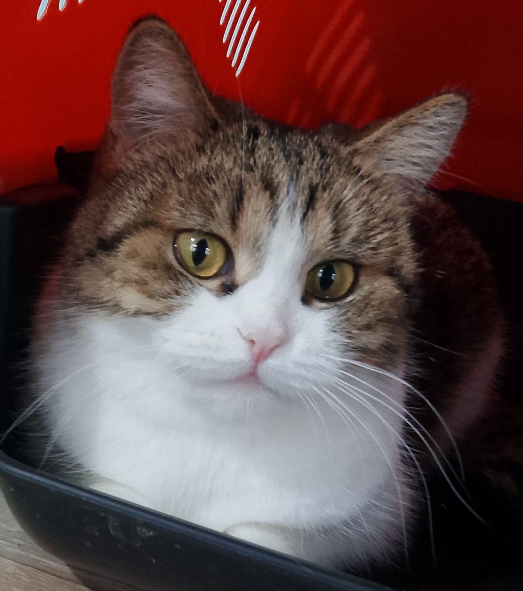 Майя. Одиноко, в любую погоду, сидела на остановке. Как будто ждала кого-то. Была беременна.