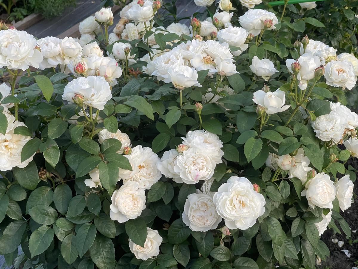 Английская роза Винчестер Кафедрал