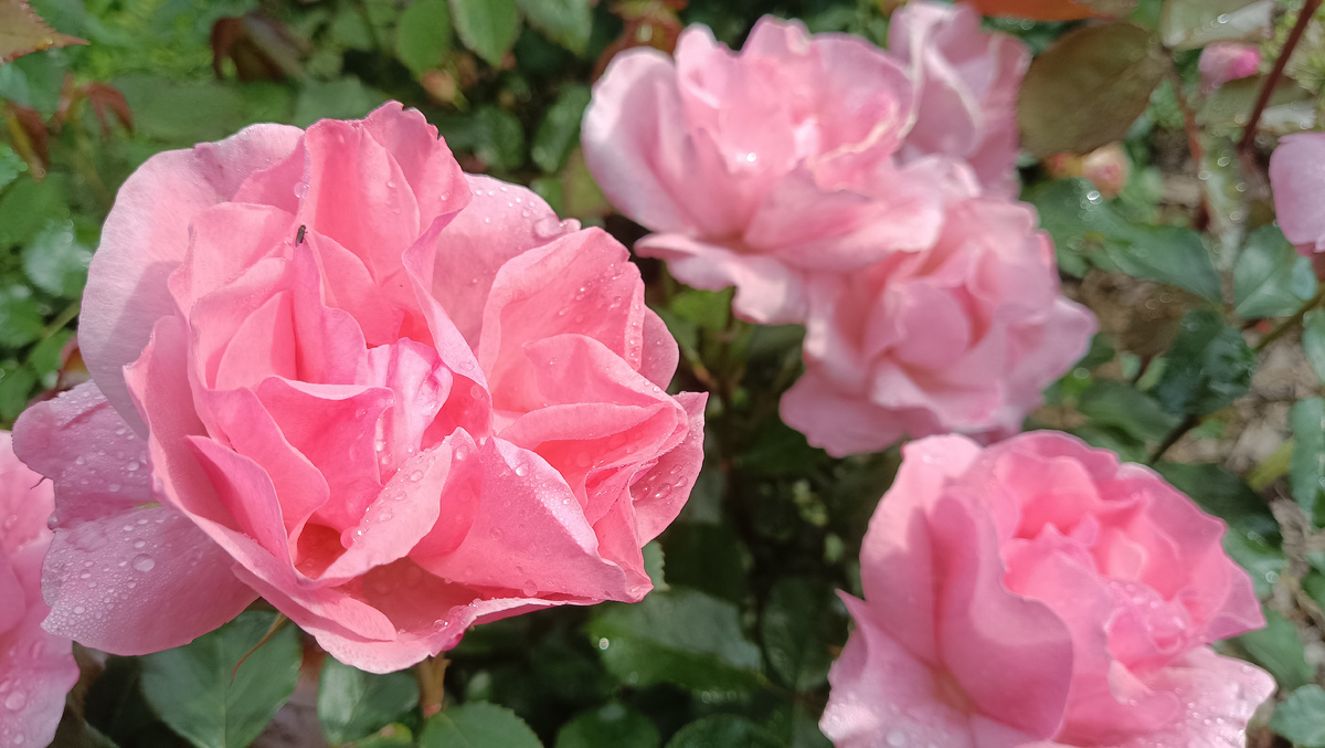 КУИН ЭЛИЗАБЕТ