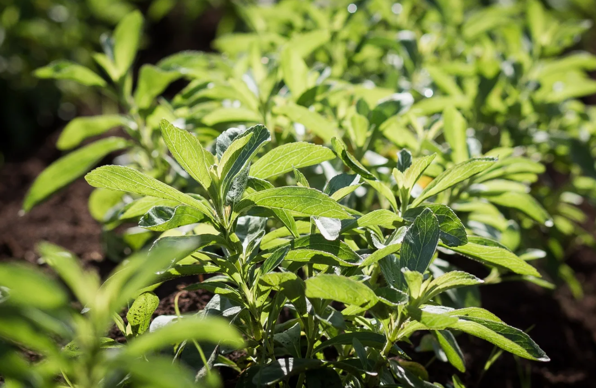 Источник фото: botanichka.ru