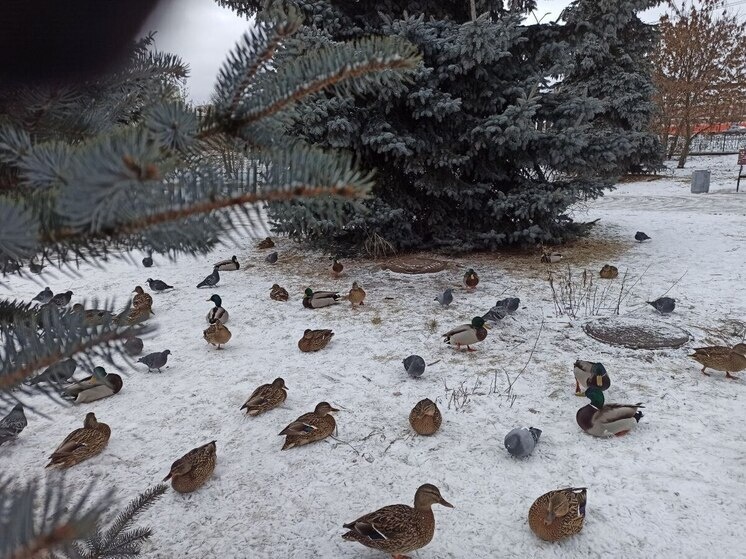     «МК-Иваново»