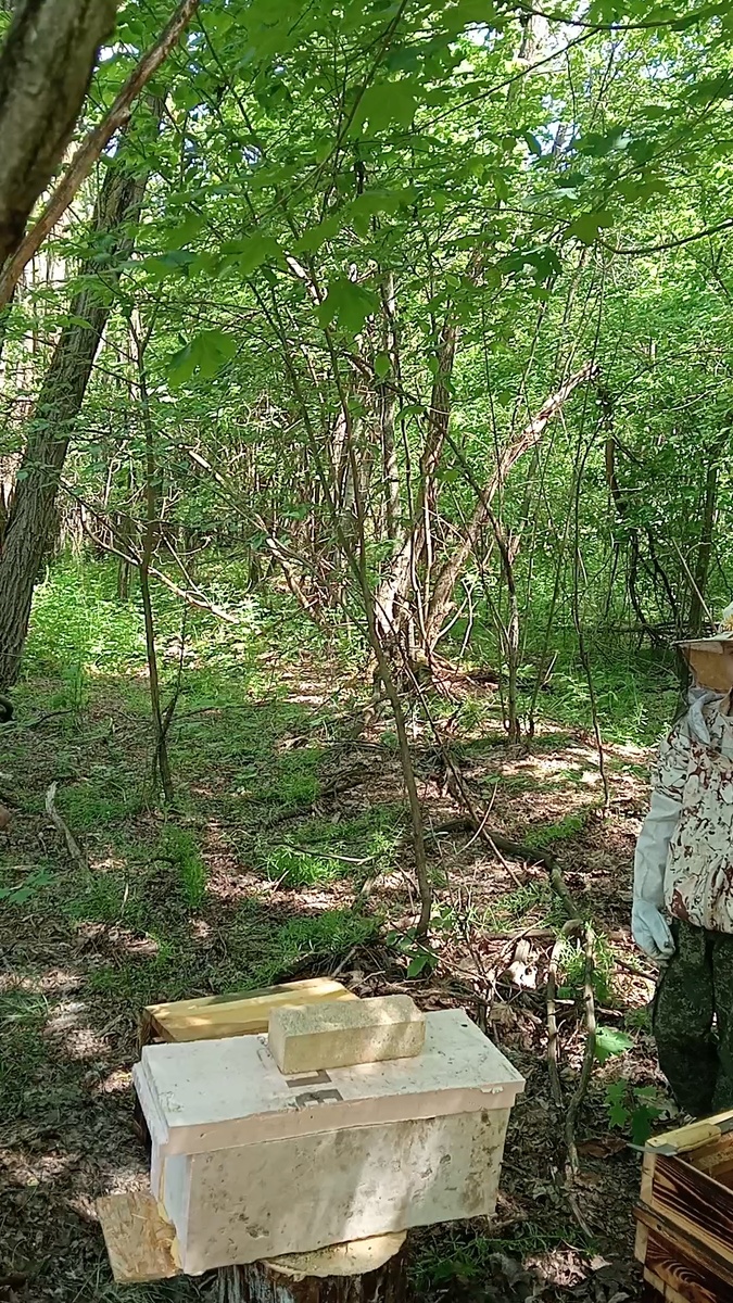 Вот в этот улей, мы и посадили потеряшек.