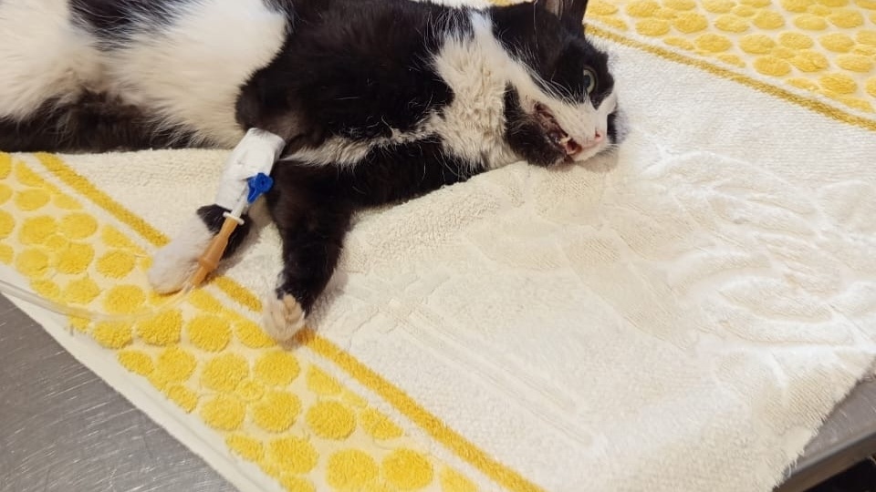 Срочно требуется помощь бездомной кошечке!