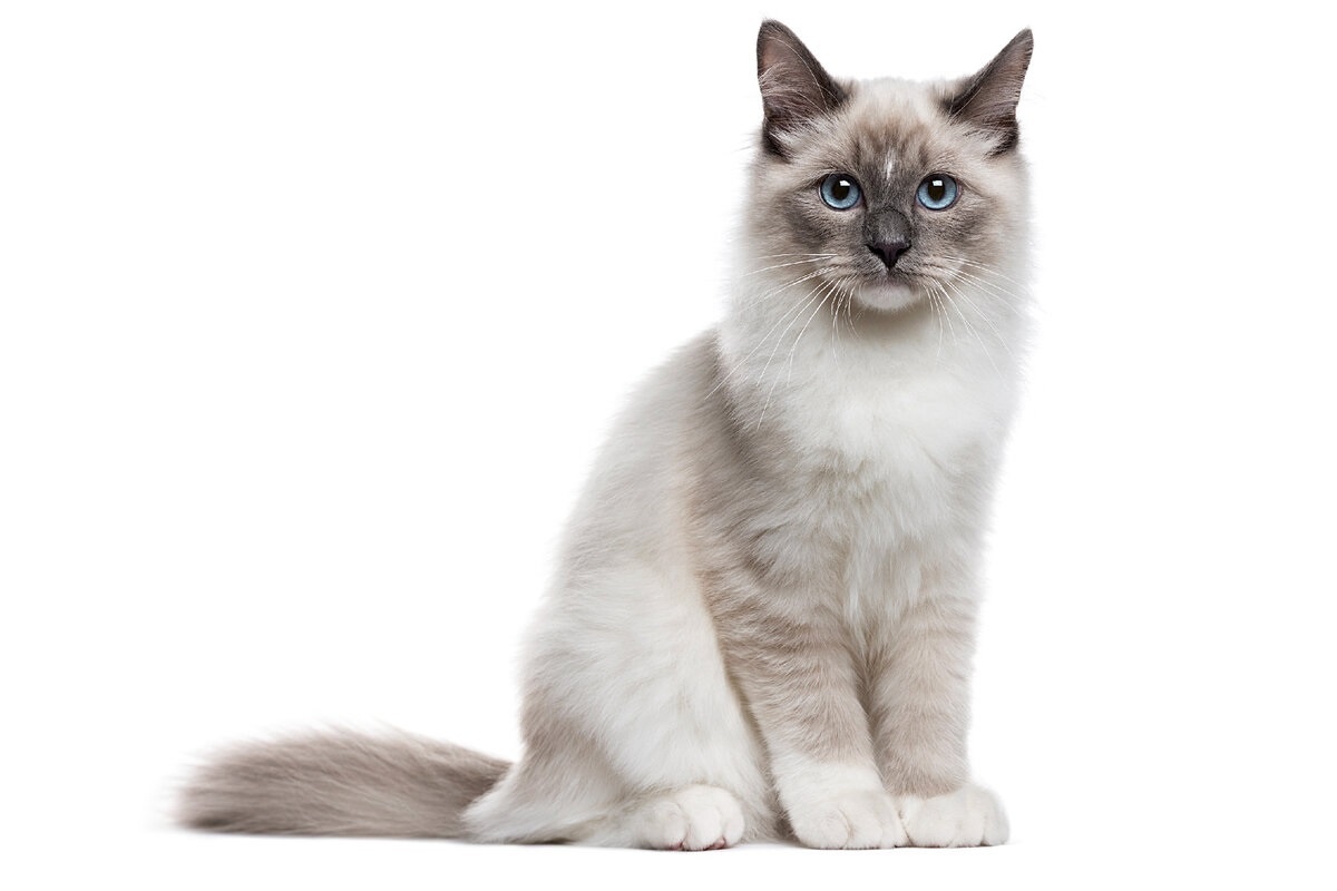 Фото с сайта: https://dzen.ru/a/YUn5hfAgtBMfCIVF