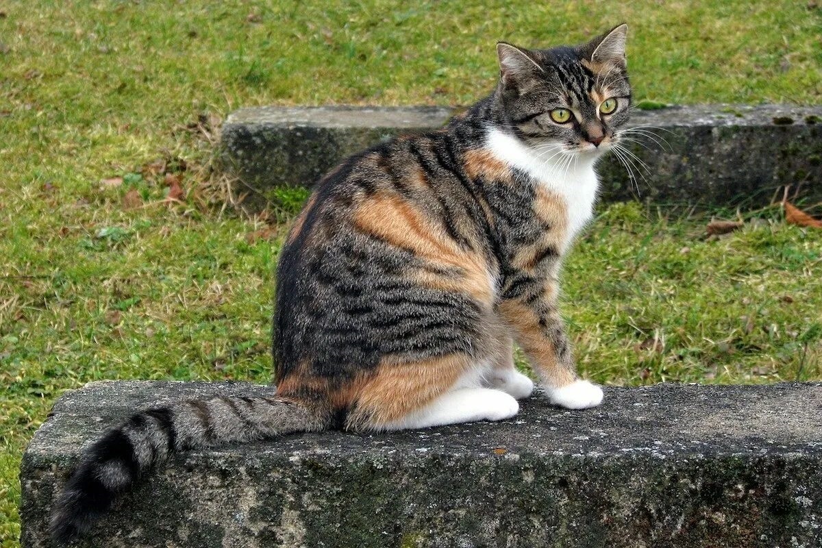 Фото с сайта: https://www.ilmiogattoeleggenda.it/cuccioli-di-gatto-europeo/