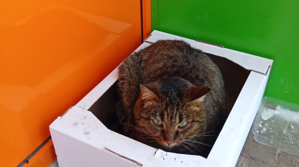 В морозы кошечку из картонной коробки приютила женщина. Муж грозится выкинуть.