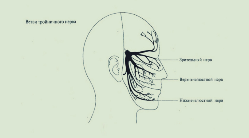 Точка скорой помощи на лице: как успокоить тройничный нерв за 2 минуты и снять панику, зубную и головную боль