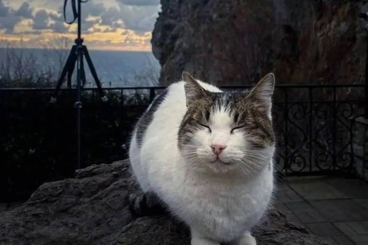 Фото с сайта: https://openrunet.ru/v-krymu-posetitel-zamka-lastochkino-gnezdo-sbrosil-koshku-s-obryva