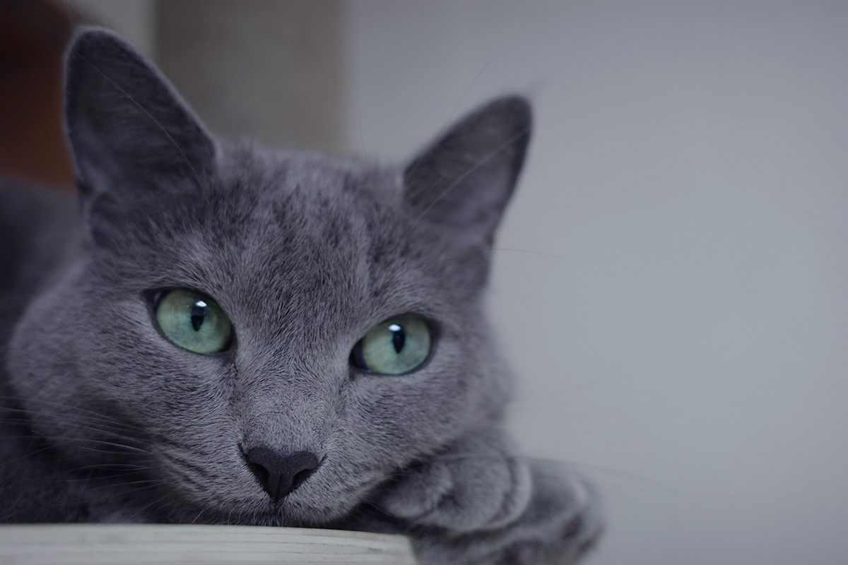 Фото с сайта: https://www.aspcapetinsurance.com/resources/russian-blue-cat-facts/