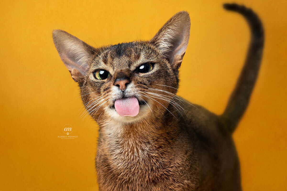 Фото с сайта: https://www.juzaphoto.com/galleria.php?t=4806394&l=it