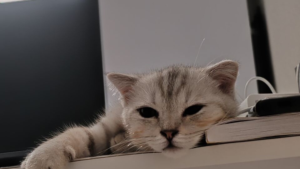 4 признака, что кошка вас любит